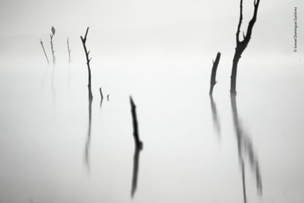 برندگان بهترین عکاس حیات وحش سال 2022 میلادی.عکاس، اسماعیل دومینگوئز از اسپانیا. خارج از مه. - اسپوتنیک ایران  