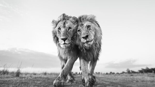 عکس مورانی و دوستش از عکاس بریتانیایی آنوپ شاه که در مسابقه عکاسی حفاظت از طبیعت 2022 مقام اول را در بخش حیات وحش کسب کرد - اسپوتنیک ایران  