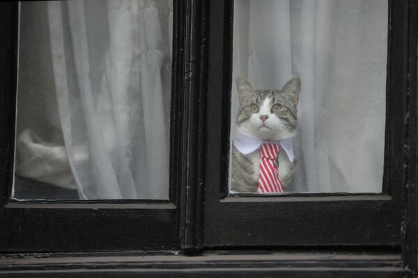 گربه جیمز و کراوات در پشت پنجره وزارت آموزش در لندن. - اسپوتنیک ایران  