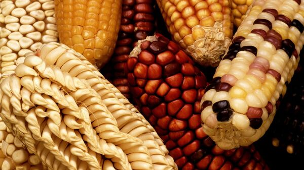 Genetically modified foods - اسپوتنیک ایران  