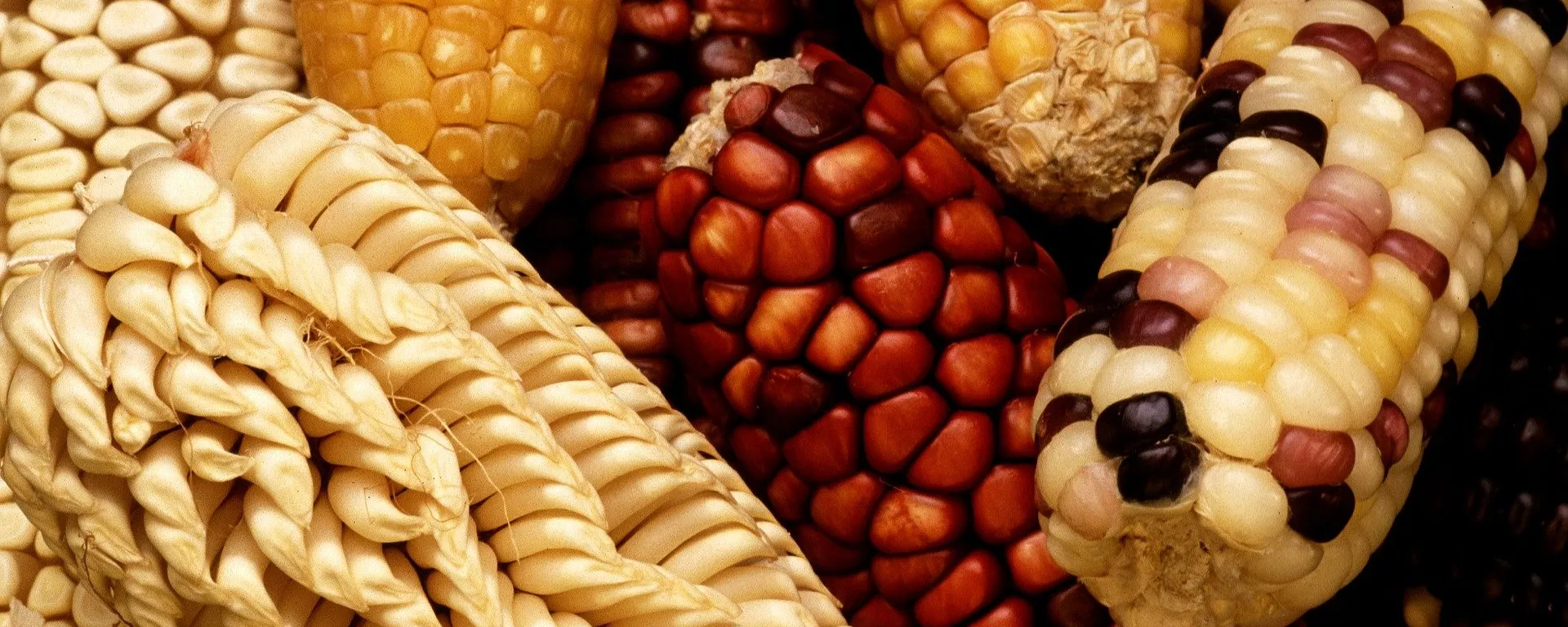 Genetically modified foods - اسپوتنیک ایران  , 1920, 24.10.2022