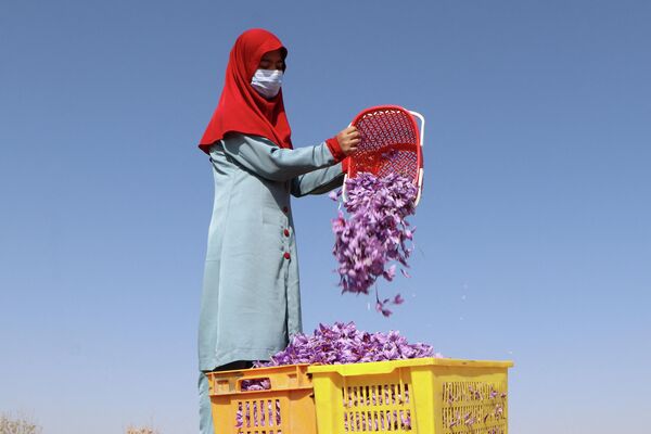 زنان افغان در 31 اکتبر 2022 گل زعفران را در مزرعه ای در حومه ولایت هرات برداشت می کنند - اسپوتنیک ایران  