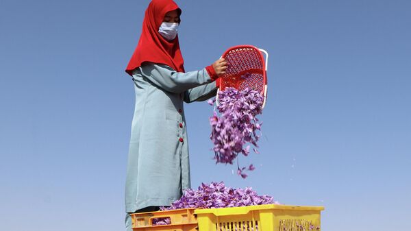Девушка во время сбора шафрана в Афганистане  - اسپوتنیک ایران  