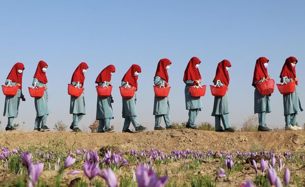 زنان افغان سبدهای گل زعفران را در مزرعه ای در حومه ولایت هرات در 31 اکتبر 2022 حمل می کنند - اسپوتنیک ایران  