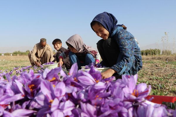 یک مرد افغان به همراه کودکان در 31 اکتبر 2022 در مزرعه ای در حومه ولایت هرات گل زعفران برداشت می کنند. - اسپوتنیک ایران  