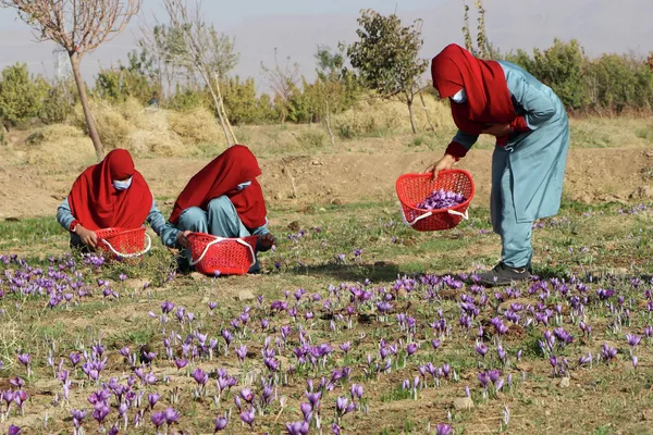 زنان افغان در 31 اکتبر 2022 گل زعفران را در مزرعه ای در حومه ولایت هرات برداشت می کنند - اسپوتنیک ایران  
