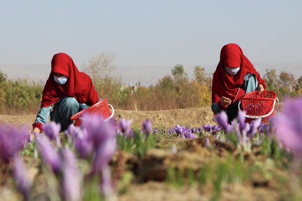 زنان افغان در 31 اکتبر 2022 گل زعفران را در مزرعه ای در حومه ولایت هرات برداشت می کنند - اسپوتنیک ایران  