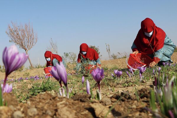 برداشت گل زعفران توسط زنان اقغان در نزدیکی هرات، 31 اکتبر 2022 - اسپوتنیک ایران  