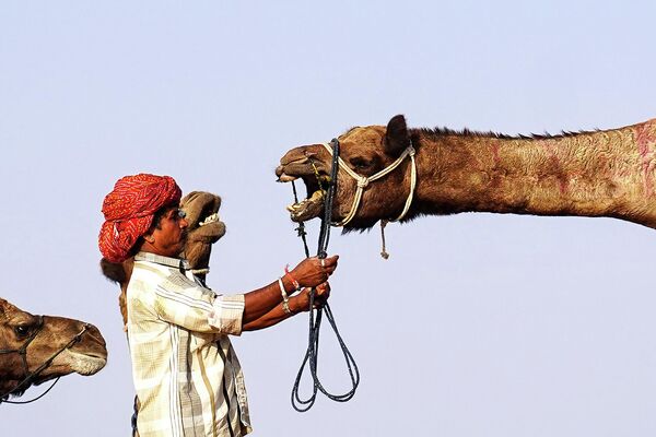 تلاش ساربان برای کنترل شتر خود در همایش شترها در پوشکار هند، 28 اکتبر - اسپوتنیک ایران  