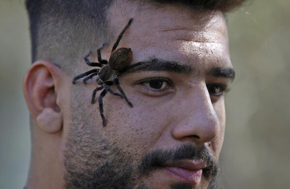 عنکبوتی که روی صورت یه مرد نشسته است، در جریان همایشی در باغ وحش بغداد11 نوامبر 2022 - اسپوتنیک ایران  