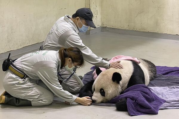 کارمندان باغ وحش تایپه در تایوان در حال تیمار یکی از دو پاندای این باغ وحش19 نوامبر 2022 - اسپوتنیک ایران  
