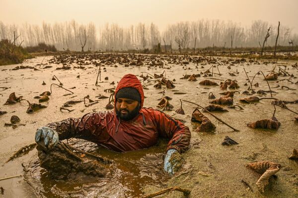 یک کشاورز کشمیری در 30 نوامبر 2022 در دریاچه آنچار در سرینگار برای برداشت ساقه‌های نیلوفر آبی که در محلی به نام نادور شناخته می‌شود - اسپوتنیک ایران  