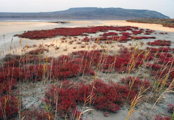 دریاچه کویاش در منطقه حفاظت شده طبیعی اوپوک کریمه. ریزش آب قسمتی از کف و جلبک ها را در معرض دید قرار داد که به دریاچه کویاشسکی رنگ صورتی می بخشد. - اسپوتنیک ایران  