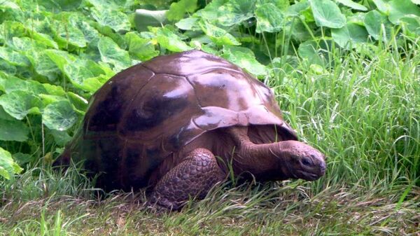 Старейшая в мире черепаха Джонатан - اسپوتنیک ایران  