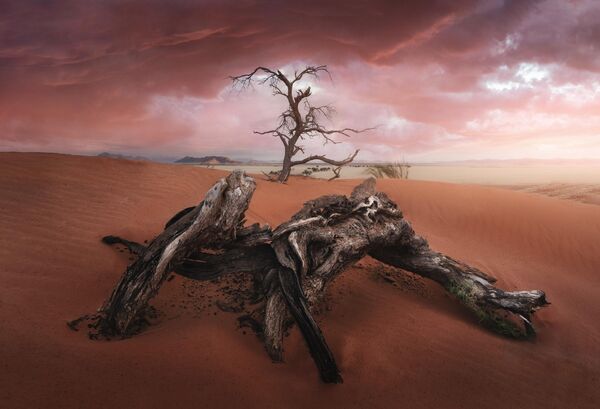 تصویر &quot;درخت پیر&quot; اثر José D. Riquelme از اسپانیا - اسپوتنیک ایران  