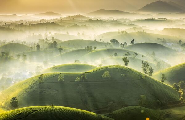 تصویر &quot;تپه چای&quot; اثر عکاس ویتنامی Huan Vu Trung - اسپوتنیک ایران  