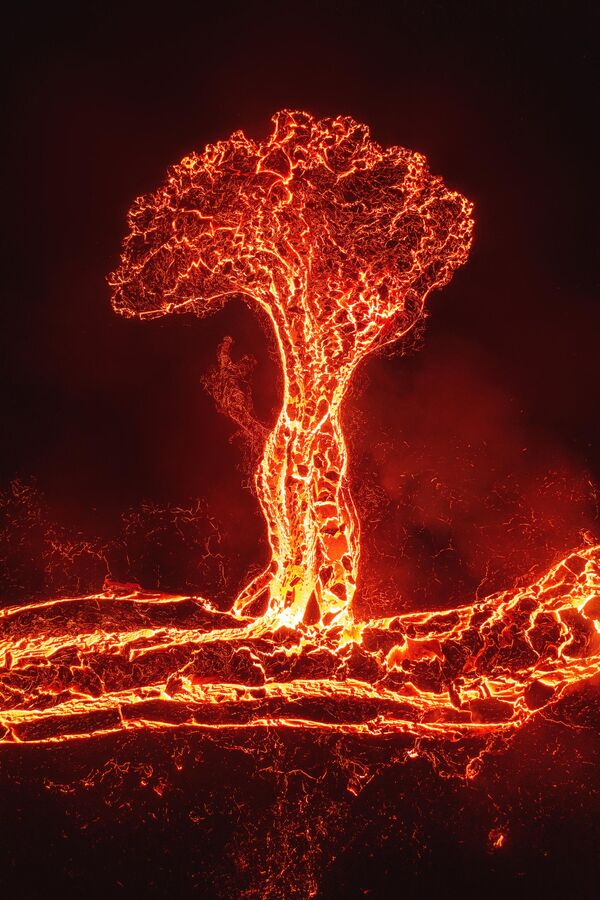 تصویر &quot;درخت گدازه&quot; اثر Luis Solano از کاستاریکا - اسپوتنیک ایران  