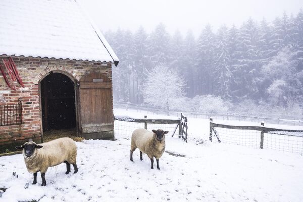پیاده‌روی گوسفندان در محوطه پوشیده از برف خود پس از اولین بارش برف سال در Vijlen، هلند5 دسامبر 2022 - اسپوتنیک ایران  