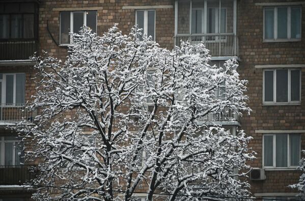 درخت پوشیده از برف در محله ای در منطقه &quot;لنینسکی پراسپکت&quot; مسکو - اسپوتنیک ایران  
