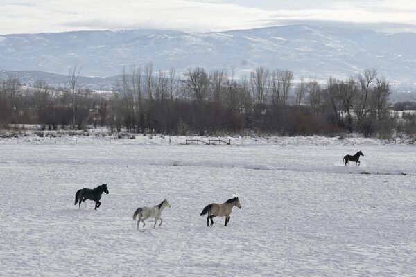 اسب ها در مزرعه برف پوش یوتا در آمریکا. - اسپوتنیک ایران  