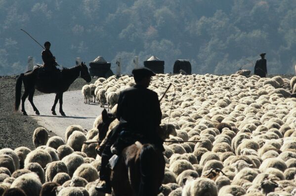 چوپانان یک گله گوسفند را به مرتع جدیدی در جمهوری آذربایجان سوسیالیستی می برند. - اسپوتنیک ایران  