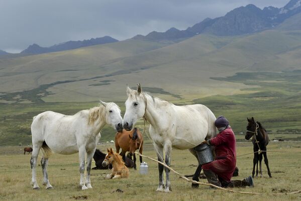 پیاده روی در کوه فرصتی برای یادگیری لذت بردن از چیزهای ساده است. در عکس: زنی یک اسب سفید را در مرتعی در دره سوسامیر در کوه های تین شان، قرقیزستان می دوشد. - اسپوتنیک ایران  