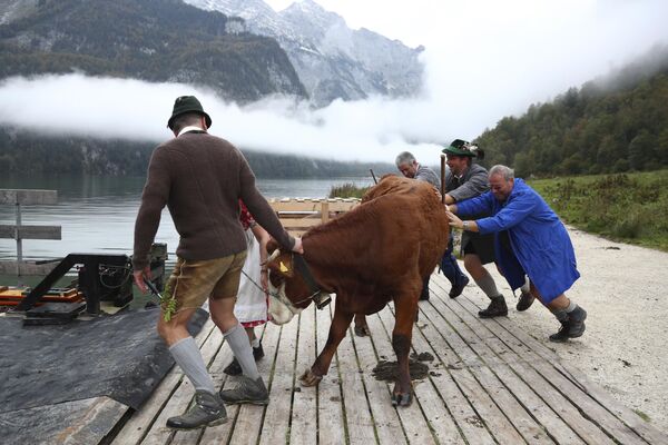 کوه ها کار تیمی و غلبه بر مشکلات را با هم آموزش می دهند. تصویر: کشاورزان باواریایی گاوهای خود را از مراتع تابستانی برمی گردانند. - اسپوتنیک ایران  