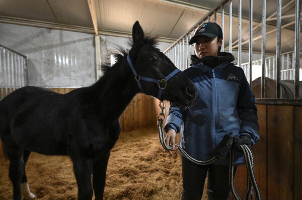 ژوان ژوانگ، اولین اسب شبیه سازی شده  در شرکت چینی  &quot;سینا ژن&quot; است. - اسپوتنیک ایران  