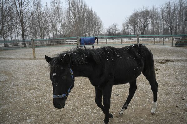 ژوان ژوانگ، اولین اسب شبیه سازی شده  در شرکت چینی  &quot;سینا ژن&quot; است. - اسپوتنیک ایران  
