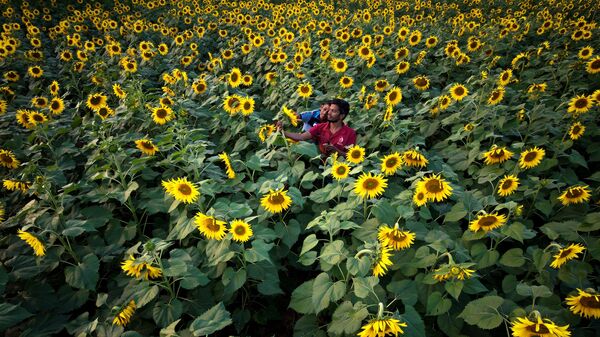 Фермеры осматривают подсолнухи на поле на окраине Бангалора, Индия - اسپوتنیک ایران  