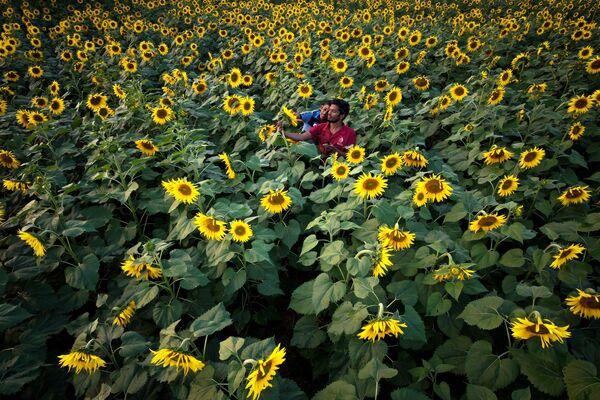 کشاورزان از گل‌های آفتابگردان  در مزرعه‌ ای در حومه بنگالورو در 3 ژانویه 2023 بازدید می‌کنند.  - اسپوتنیک ایران  