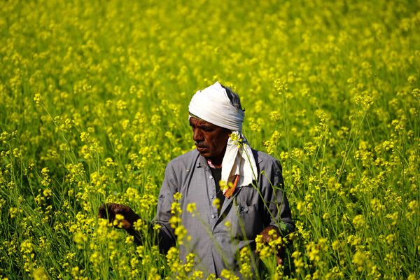 در 12 دسامبر 2022، یک کشاورز در مزرعه ای در حومه اجمر در میان  گل های خردل ایستاده است. - اسپوتنیک ایران  