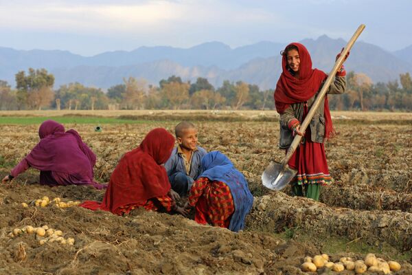 کودکان افغانستانی در 12 ژانویه 2023، در یک مزرعه در منطقه باتی کوت در ولایت ننگرهار در حال برداشت سیب زمینی هستند. - اسپوتنیک ایران  