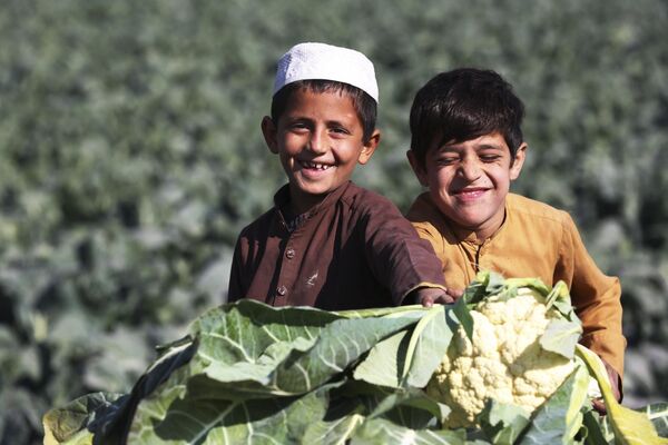پسربچه ها هنگام برداشت گل کلم  در مزرعه ای  در حومه جلال آباد ژست می گیرند. - اسپوتنیک ایران  