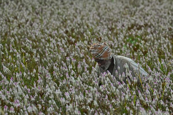 یک کشاورز در 9 دسامبر 2022،  در حومه بنگالورو برای تغذیه دام های خود از مزرعه کاه درو می کند. - اسپوتنیک ایران  