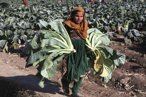 دختری در 4 ژانویه 2023، در مزرعه ای در حومه جلال آباد گل کلم برداشت می کند. - اسپوتنیک ایران  