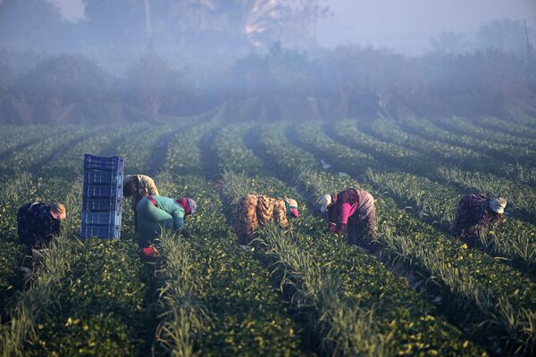 کشاورزان مصری در روز چهارشنبه، 18 ژانویه 2023، صبح زود در مزرعه توخ، درنزدیکی  قاهره مشغول چیدن توت فرنگی هستند. - اسپوتنیک ایران  