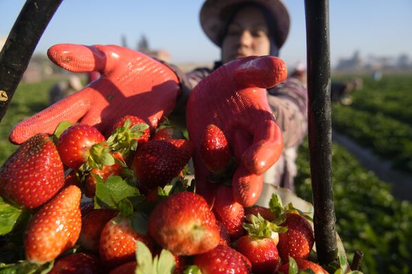 یک کشاورز مصری در حال برداشت توت فرنگی در مزرعه توخ، در نزدیکی قاهره، در روز چهارشنبه 18 ژانویه 2023،  می باشد.  - اسپوتنیک ایران  