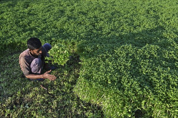 یک کشاورز در 18 ژانویه 2023، از مزرعه ای در حومه بنگالورو نعنا برداشت می کند. - اسپوتنیک ایران  