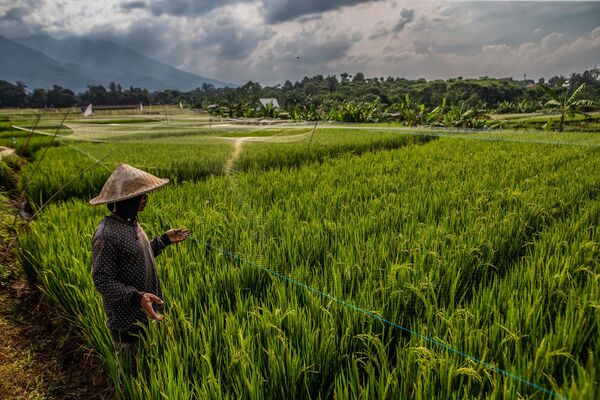  در 12 ژانویه 2023، کشاورزی توری را که روی یک شالیزار برنج  به منظور دفع پرندگان، ملخ ها و سایر آفات قرار داده شده را در بوگور  بررسی می کند. - اسپوتنیک ایران  
