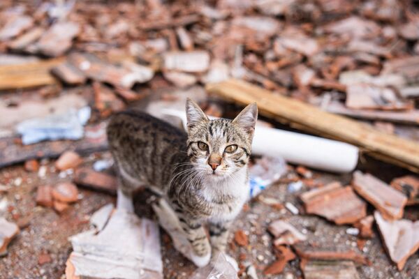 گربه ای در بین خرابه های ناشی از زمین لرزه شدید در ترکیه - اسپوتنیک ایران  