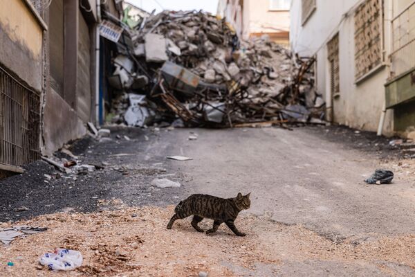 گربه ای در بین خانه های خراب شده ناشی از زمین لرزه در آنتاکیای ترکیه - اسپوتنیک ایران  