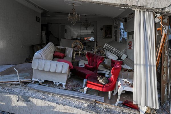 گربه ای در بین خانه های خراب شده ناشی از زمین لرزه در هاتای ترکیه - اسپوتنیک ایران  