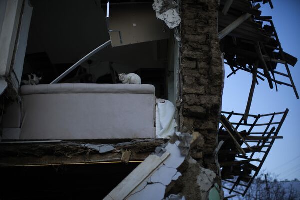 گربه ای در بین خانه های خراب شده ناشی از زمین لرزه در پولات ترکیه - اسپوتنیک ایران  