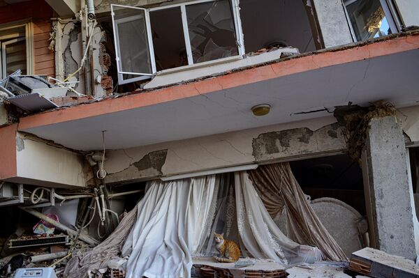 گربه ای در بین خانه های خراب شده ناشی از زمین لرزه در هاتای ترکیه - اسپوتنیک ایران  