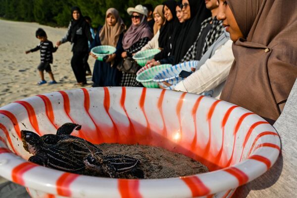 رهاسازی لاک پشت های پشت چرمی به دریا  در استان &quot;آچه&quot; در اندونزی. - اسپوتنیک ایران  