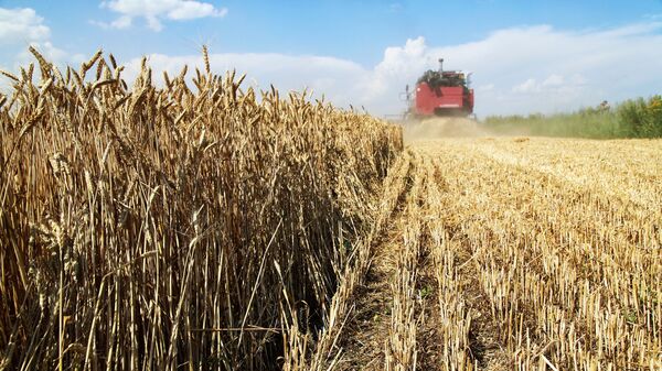 Уборка пшеницы на полях в Донецкой области - اسپوتنیک ایران  