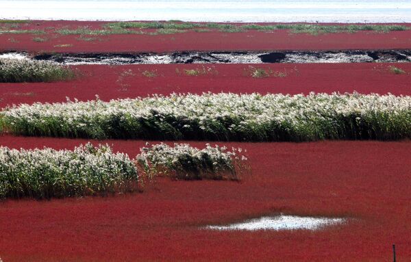منطقه دیدنی ساحل قرمز در رودخانه پانجین، استان لیائونینگ در شمال شرقی چین.رنگ این ساحل  به دلیل علف هرزی   که در خاک شور-قلیایی رشد می کند، به وجود آمده است. - اسپوتنیک ایران  