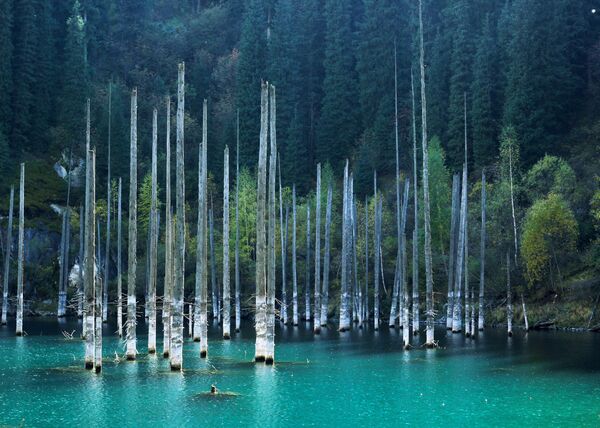 جنگل غرق شده دریاچه کایندی در کوه تین شان، آلماتی، قزاقستان - اسپوتنیک ایران  