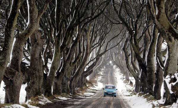تونل درخت پرچین تاریک، که در سریال تلویزیونی Game of Thrones، در نزدیکی Ballymoney در Antrim، ایرلند شمالی نمایش داده شد. - اسپوتنیک ایران  